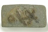 Fossil Crinoid (Macrocrinus) & Starfish Plate - Indiana #310200-1